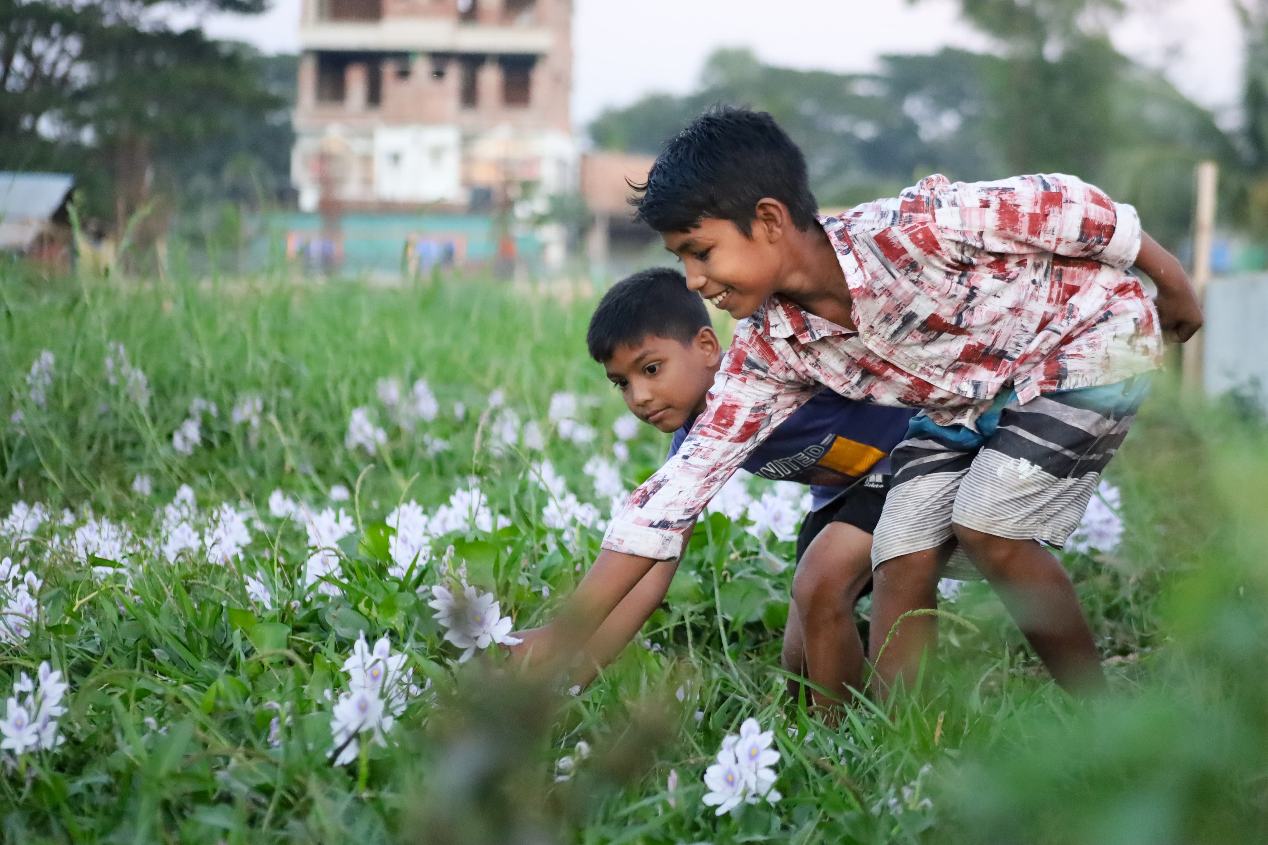 মুঠোভরে কচুরিপানার ফুল তুলছে শিশুরা।