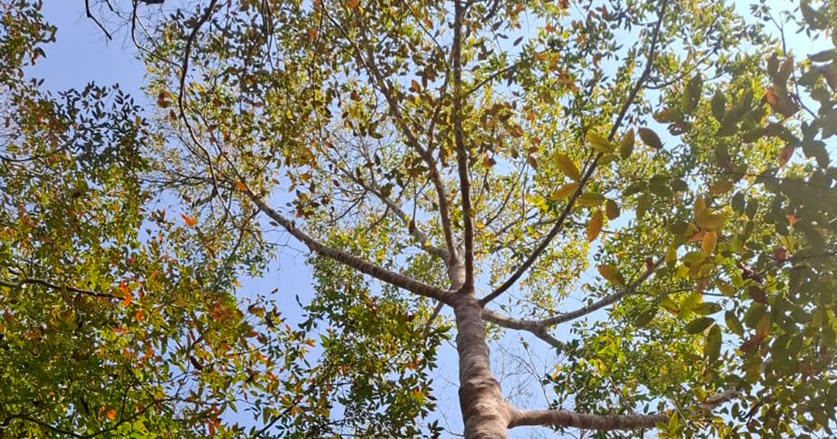 কাপ্তাইয়ে মিলল শতবর্ষী মা গাছের সন্ধান