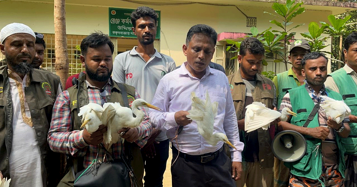 উখিয়ায় শিকারিদের ফাঁদে আটকা ১২ বক উদ্ধার