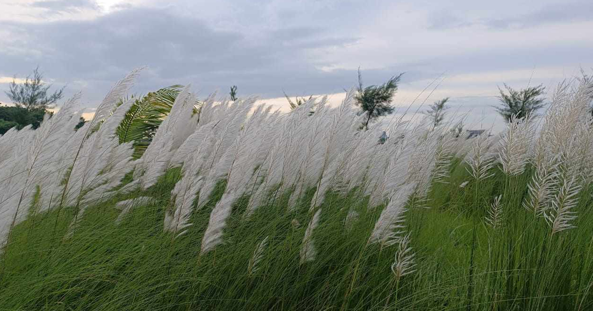 শরতের কাশফুল জানান দেয় ভালোবাসা