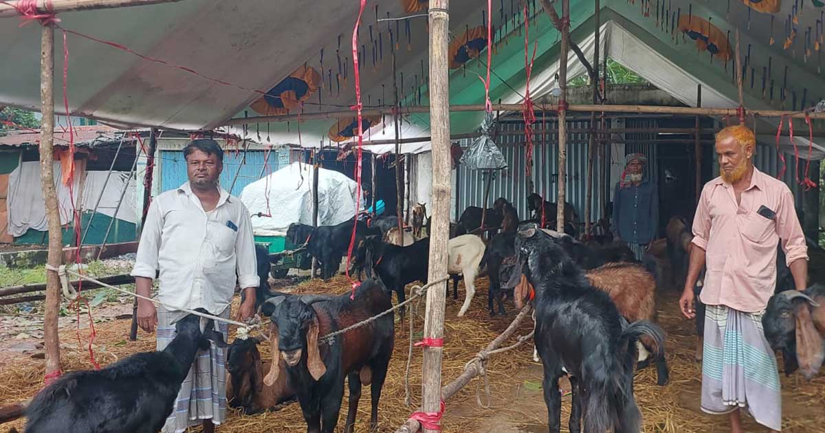 চন্দনাইশে জমজমাট পাঁঠা-ভেড়া-হাঁসের বাজার