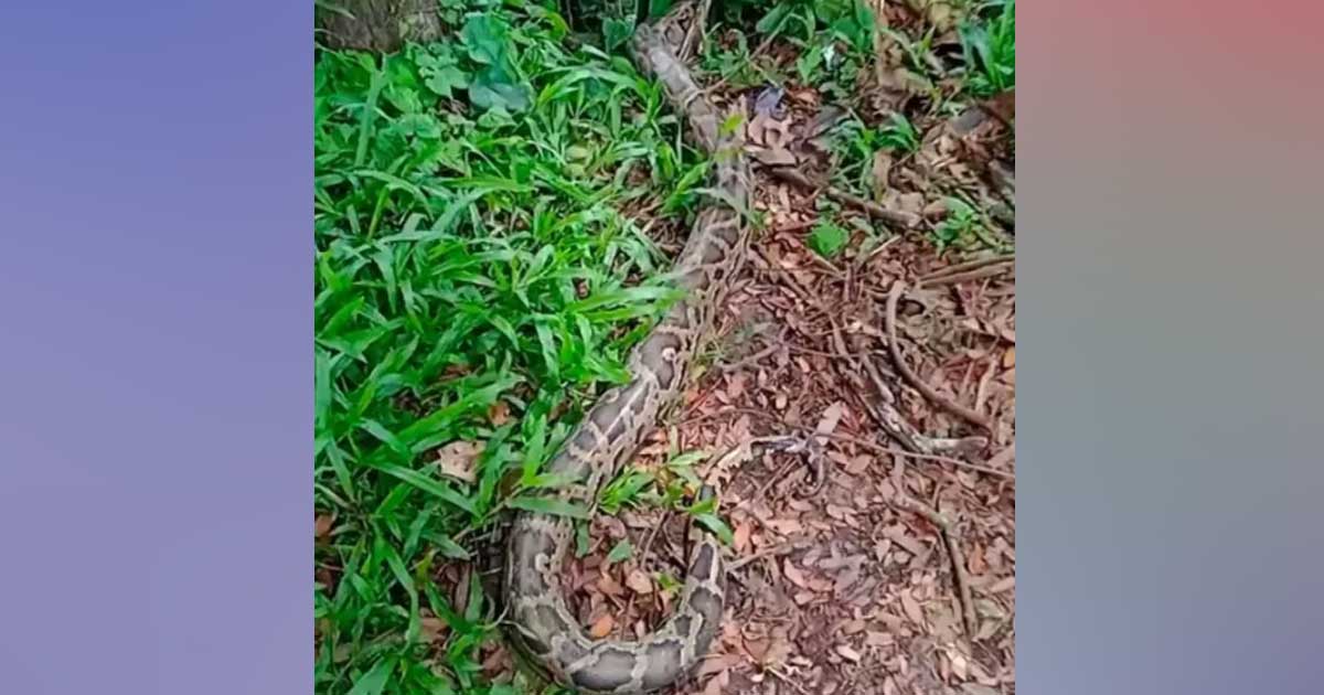 বোয়ালখালীতে জালে আটকা ১২ ফুটের বার্মিজ অজগর