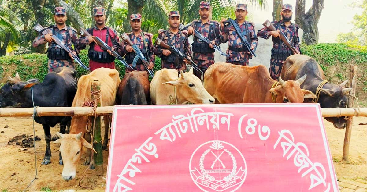 ভোরে সীমান্তে বিজিবির ফাঁদ, গরু ফেলে পালাল ২ চোরাকারবারী