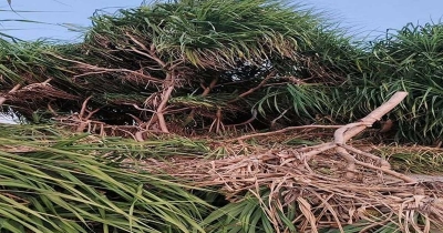 সেন্টমার্টিনে কেয়াগাছ কেটে রিসোর্ট নির্মাণ; দুইজনের বিরুদ্ধে মামলা সেন্টমার্টিনে কেয়াগাছ কেটে রিসোর্ট নির্মাণ; দুইজনের বিরুদ্ধে মামলা