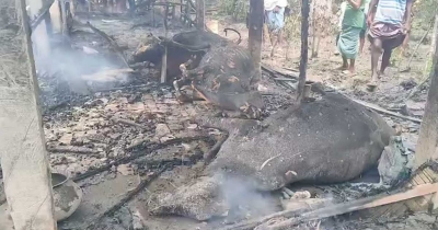 পেকুয়ায় আগুনে পুড়ল প্রবাসীর বাড়ি, মারা গেল ৪ গরু পেকুয়ায় আগুনে পুড়ল প্রবাসীর বাড়ি, মারা গেল ৪ গরু