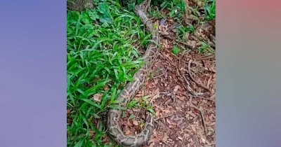 বোয়ালখালীতে জালে আটকা ১২ ফুটের বার্মিজ অজগর বোয়ালখালীতে জালে আটকা ১২ ফুটের বার্মিজ অজগর