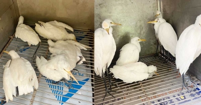ফাঁদ থেকে মুক্ত ২৪ বক, উখিয়ার আকাশে ফিরল প্রাণ