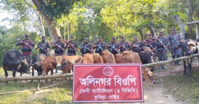 মিরসরাই সীমান্তে অর্ধশত গরু জব্দ করেছে বিজিবি