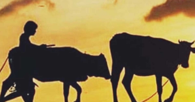 চন্দনাইশে এক রাতে চার গরু চুরি