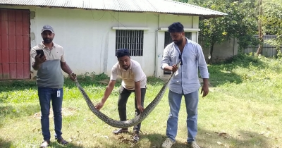 চন্দনাইশে মুরগির খামার থেকে অজগর উদ্ধার চন্দনাইশে মুরগির খামার থেকে অজগর উদ্ধার
