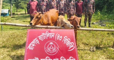 বিজিবি দেখে গরু ফেলে ভারতে পালালো চোরাকারবারি বিজিবি দেখে গরু ফেলে ভারতে পালালো চোরাকারবারি