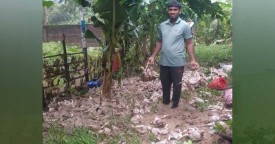 ঋণে গড়া খামারটি ভেসে গেল ঢলের পানিতে, নিঃস্ব তরুণ উদ্যোক্তা