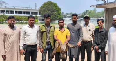 মিরসরাইয়ে অসুস্থ ঈগল উদ্ধার, বন বিভাগের প্রচেষ্টায় অবমুক্ত