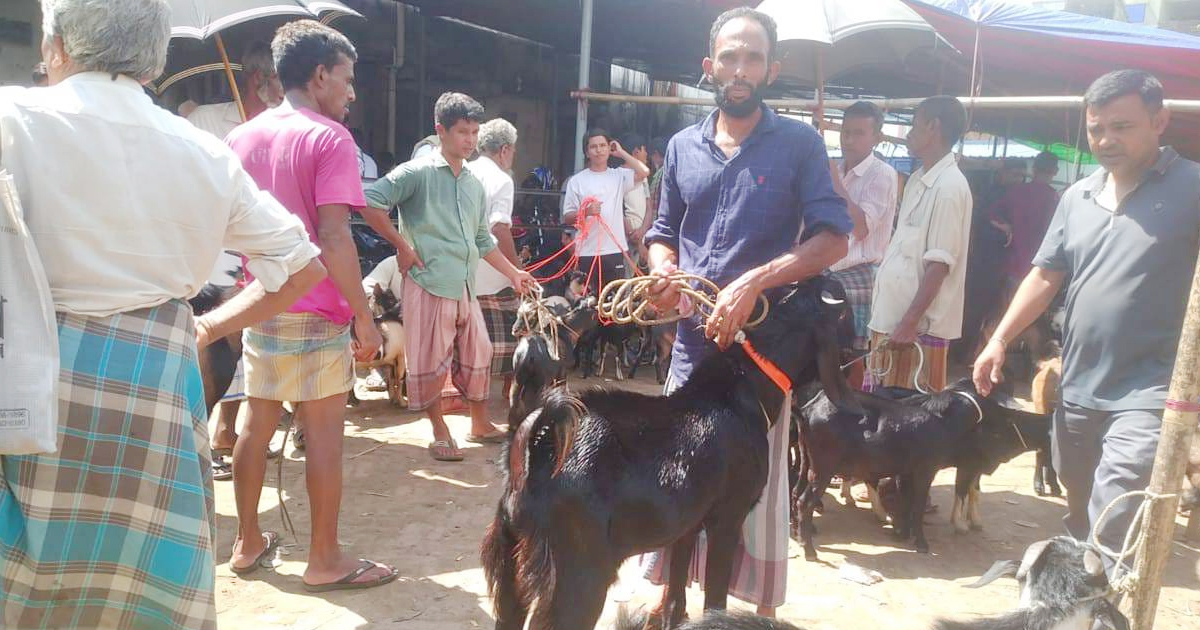 মানসা পূজার আগে ফটিকছড়িতে ‘পাঁঠার বাজার’, লাখ টাকার দামে হিমশিম ক্রেতারা