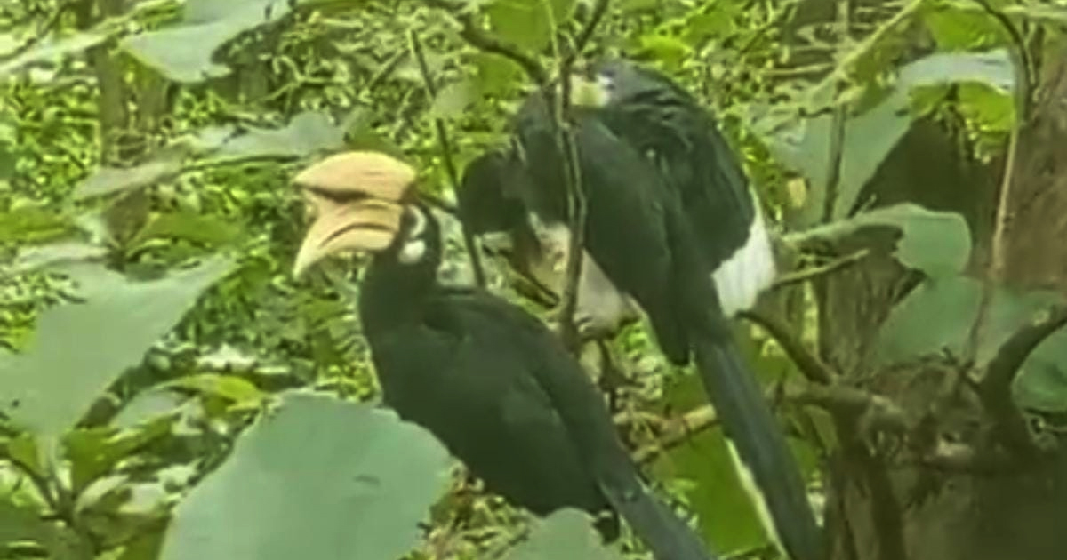 কাপ্তাই উদ্যানে বিরল ধনেশের দেখা
