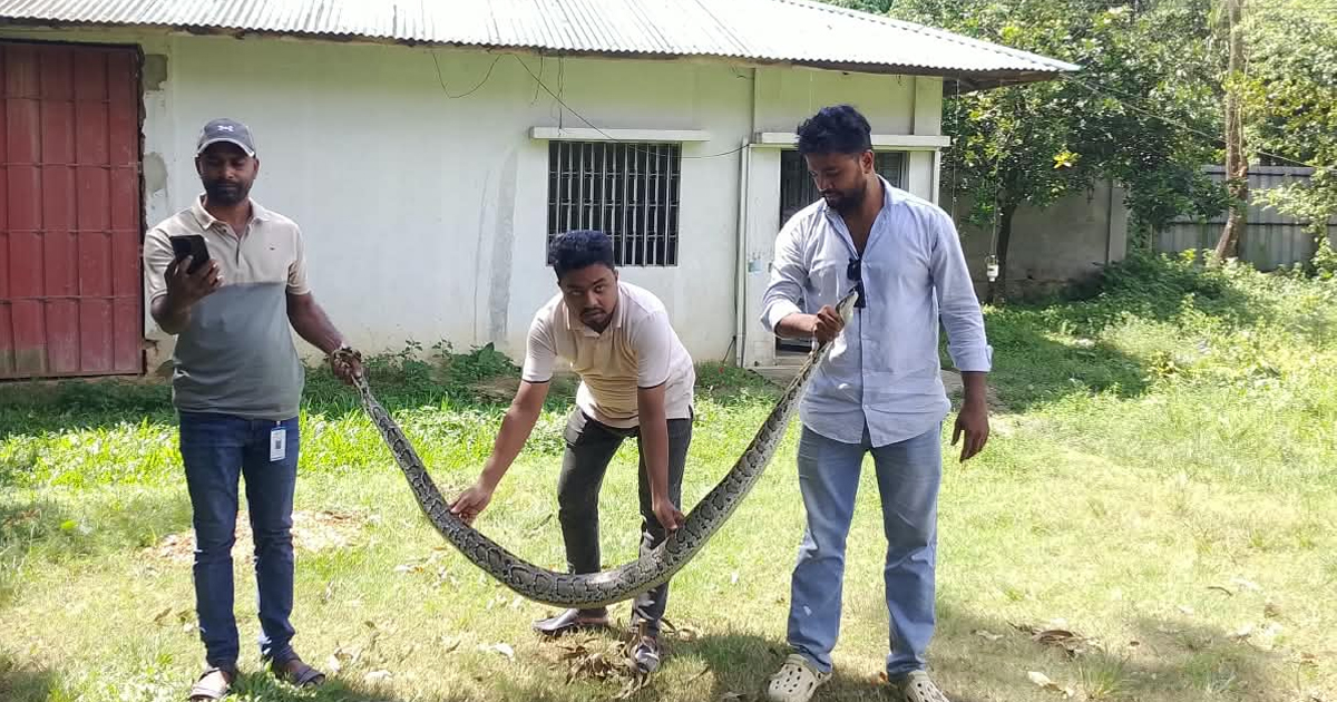 চন্দনাইশে মুরগির খামার থেকে অজগর উদ্ধার