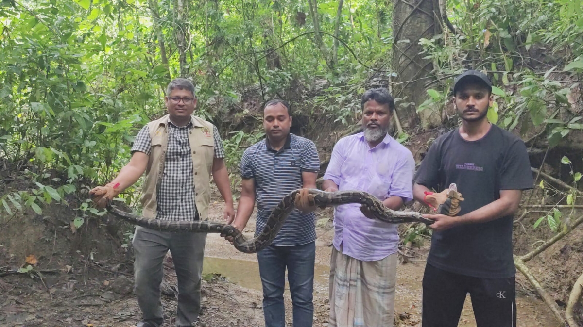লোকালয় থেকে উদ্ধার অজগর কাপ্তাই জাতীয় উদ্যানে অবমুক্ত
