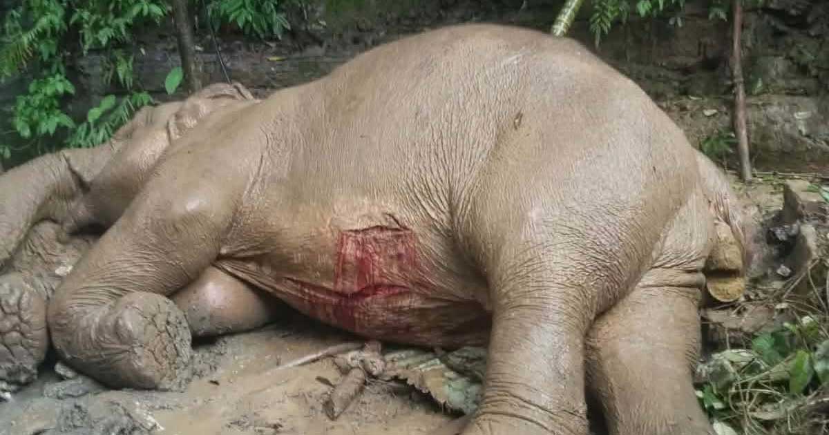 টেকনাফে পাহাড় থেকে পড়ে আহত বন্য মা হাতির মৃত্যু