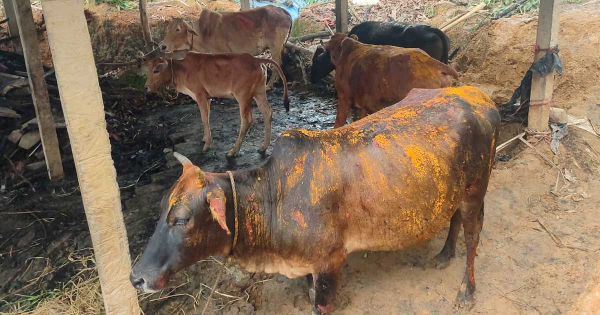 ঋণে কেনা গরু পুড়লো দুর্বৃত্তের আগুনে, কান্নায় ভেঙে পড়লেন কৃষক