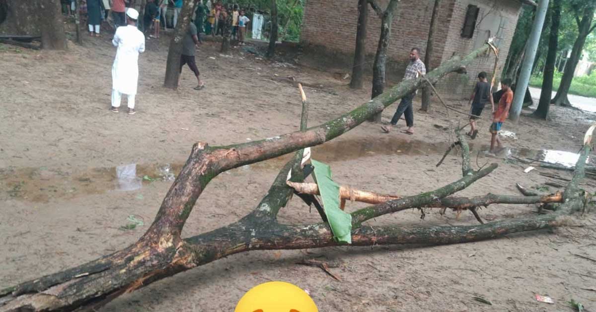 গাছের শুকনো ডাল ভেঙে প্রাণ গেল নিশিতের