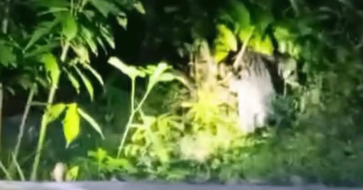 পেকুয়ায় ৫০ বছর পর দেখা মিললো মেছোবাঘের!
