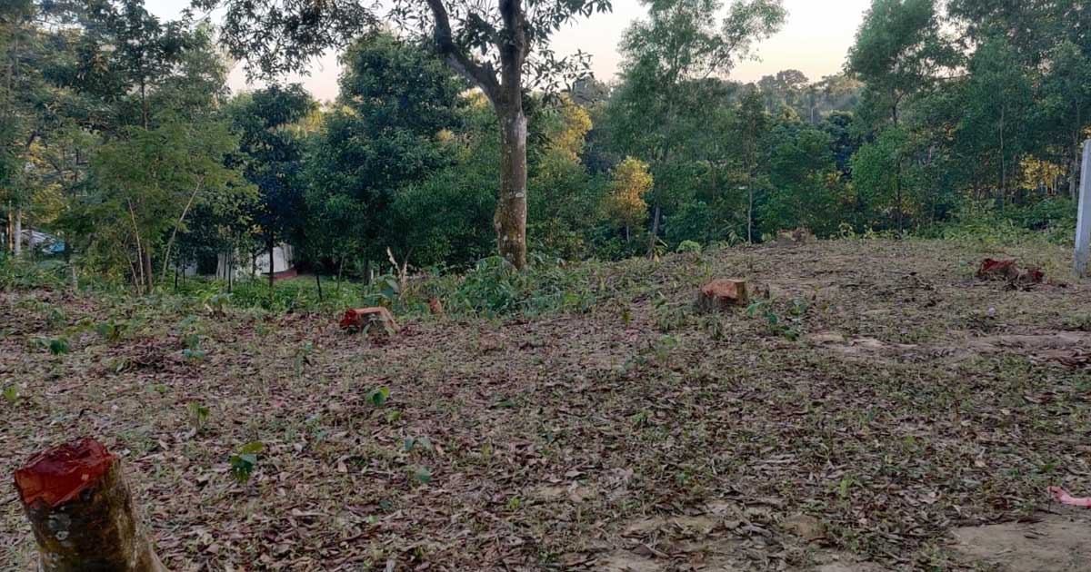 বাঁশখালীতে কবরস্থান পরিষ্কারের নামে বাগানের গাছ কেটে সাবাড়