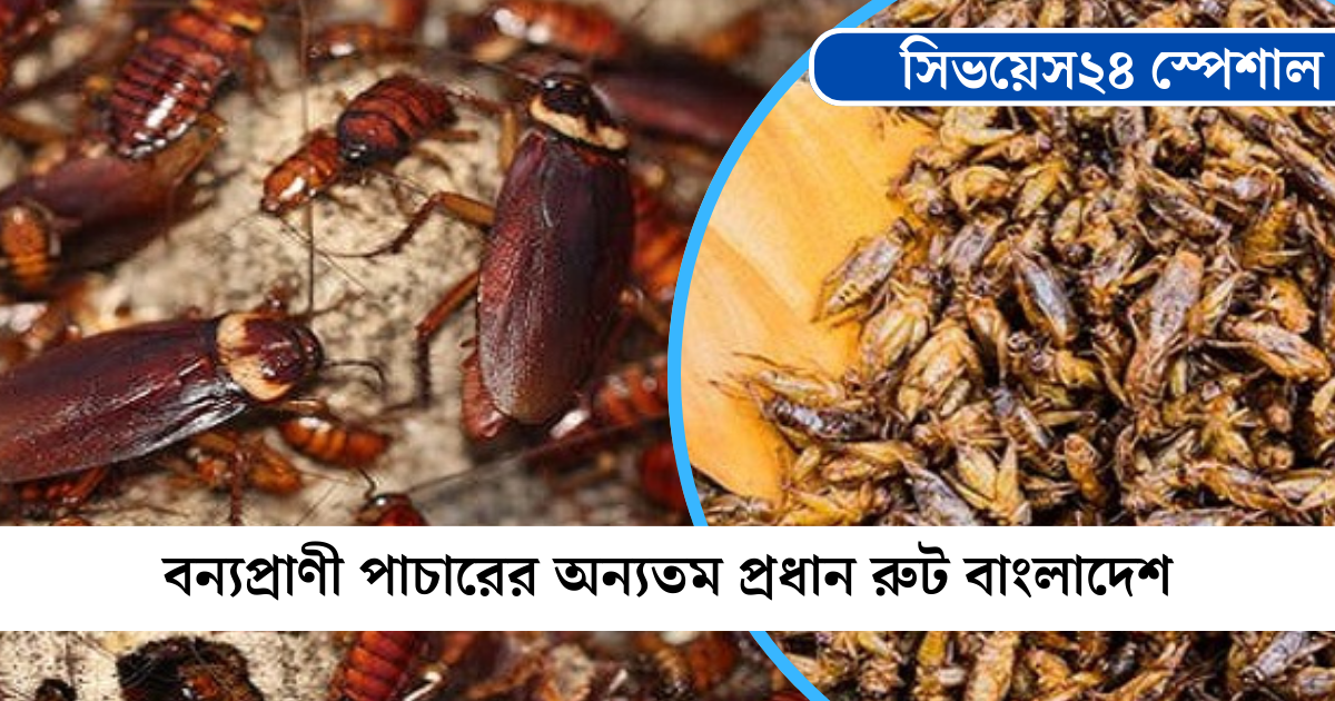 পাচার হচ্ছে ঝিঁঝিঁ-তেলাপোকাও