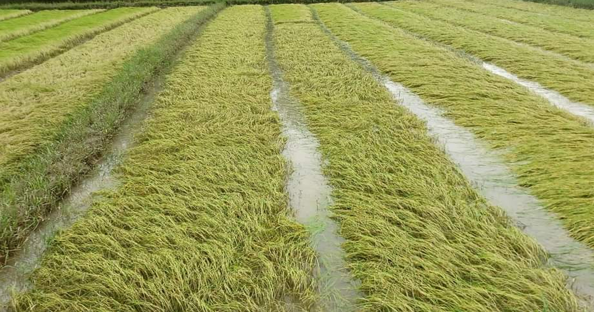 জুন-জুলাইয়ে বৃষ্টিতে জমির লবণাক্ততা কমলে  বীজতলা তৈরি, ফসল লাগানোর কাজ শুরু করে কৃষকেরা। তবে এবার আগস্টের অতিবৃষ্টিতে ক্ষতিগ্রস্ত ফসলের মাঠ। সন্দীপের একটি কৃষি জমি। 